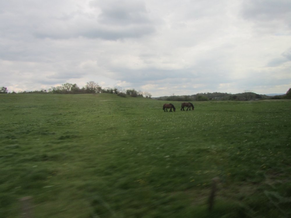 IMG_3116 - копия.JPG