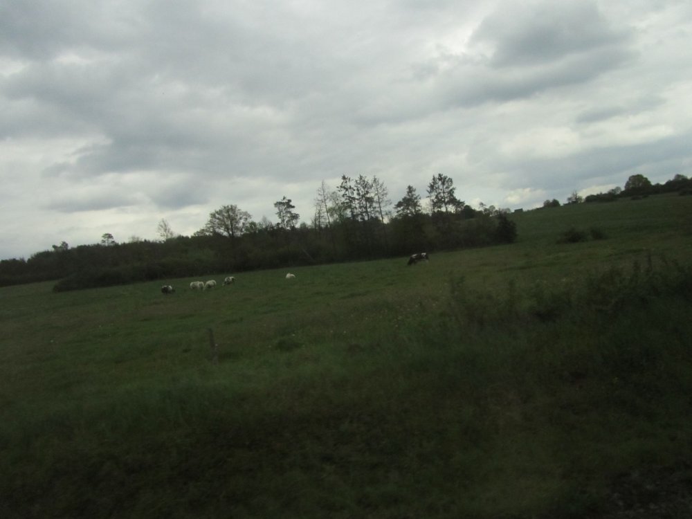 IMG_3117 - копия.JPG