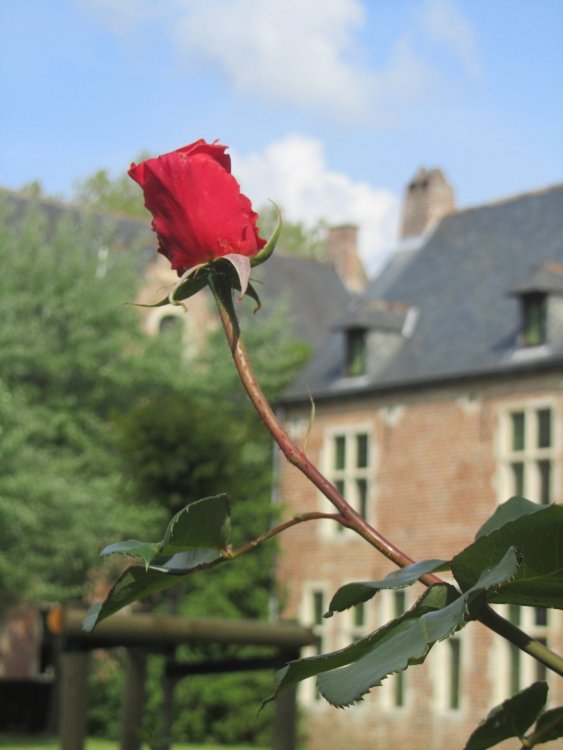 IMG_3228 - копия - копия.JPG