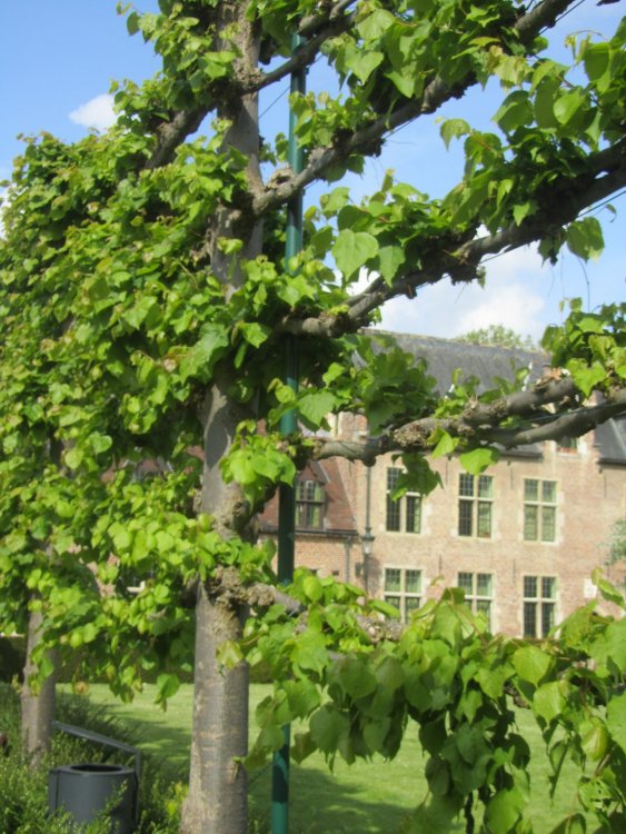 IMG_3229 - копия.JPG