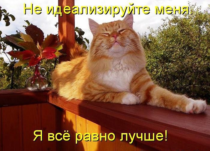 Рыжий кот.jpg