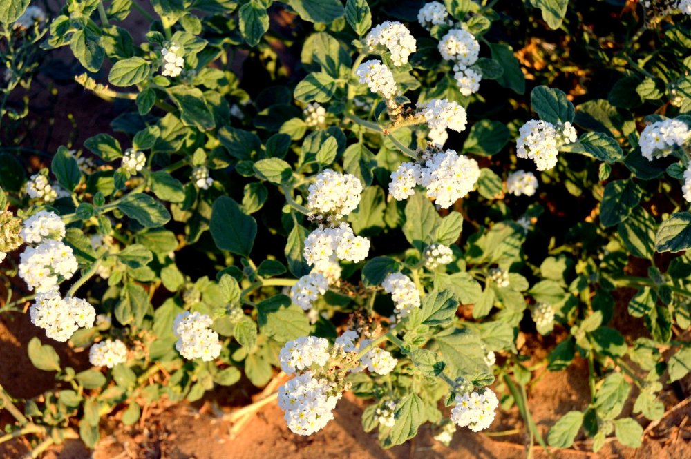 DSC_0621.JPG