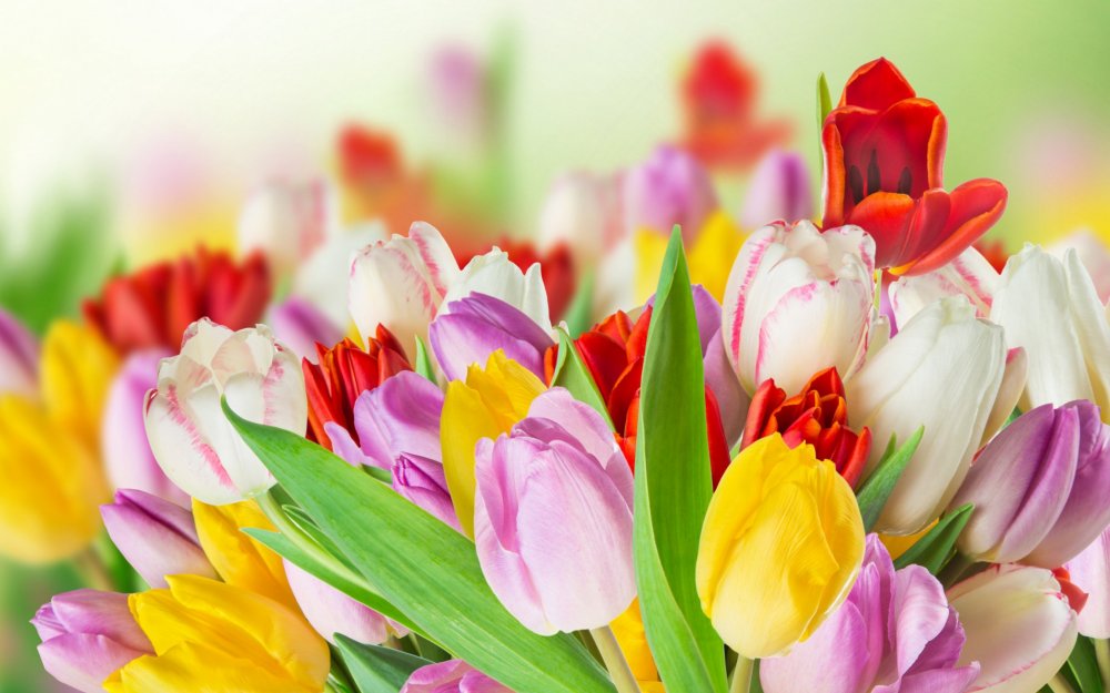 tulips-colorful-spring.jpg