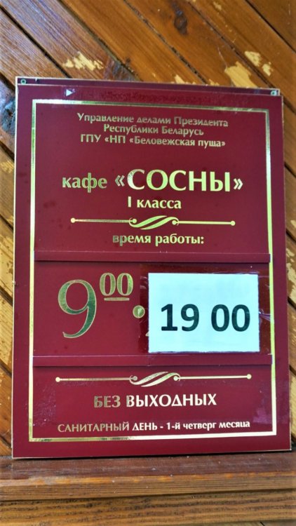 Беловежская  пуща ( Сосны1).jpg