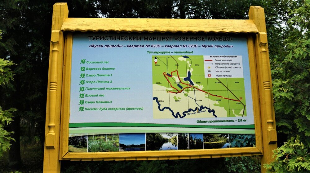 Беловежская  пуща пешеходный маршрут.jpg