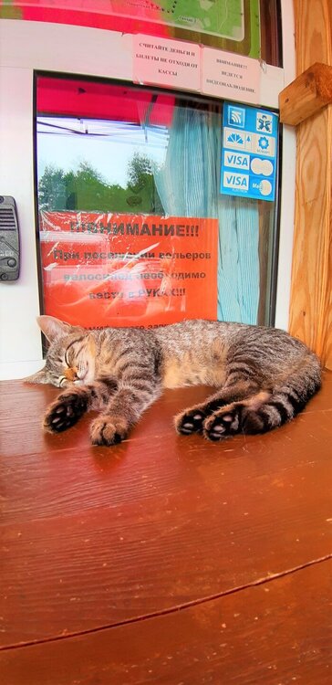 Беловежская  пуща( кот).jpg