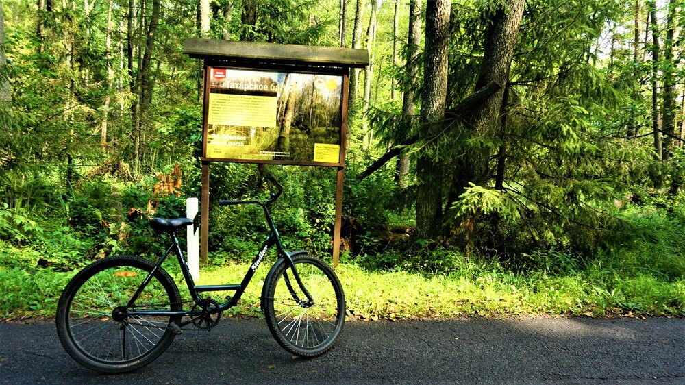 Беловежская  пуща ( велосипед2).jpg