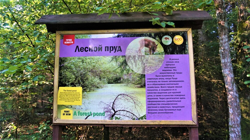 Беловежская  пуща( велосипед15).jpg