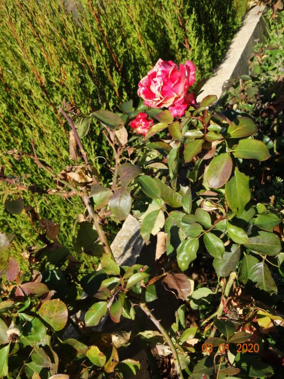 DSC06876.JPG