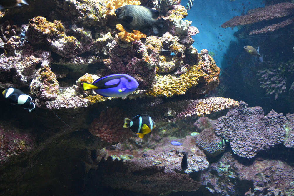 i - 2020-04-18T215417.411.jpg