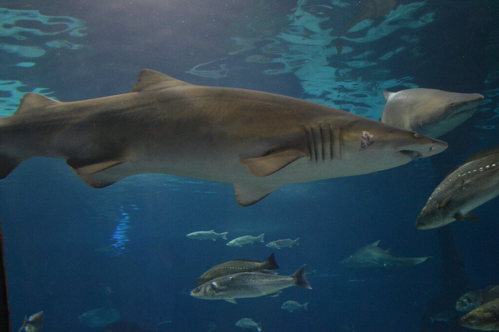 i - 2020-04-18T215403.533.jpg