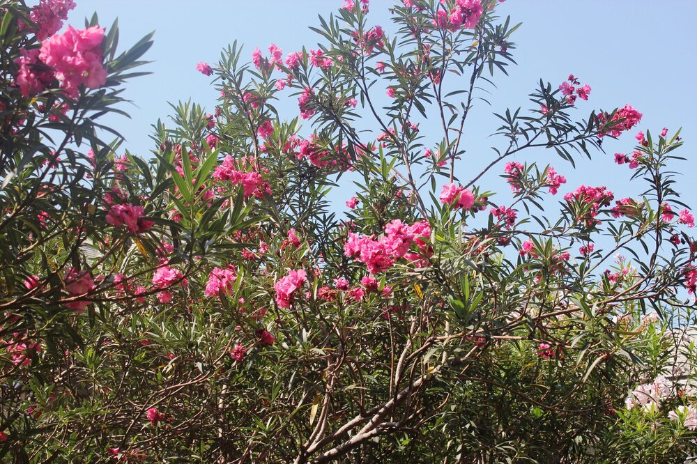 Изображение 1498.jpg