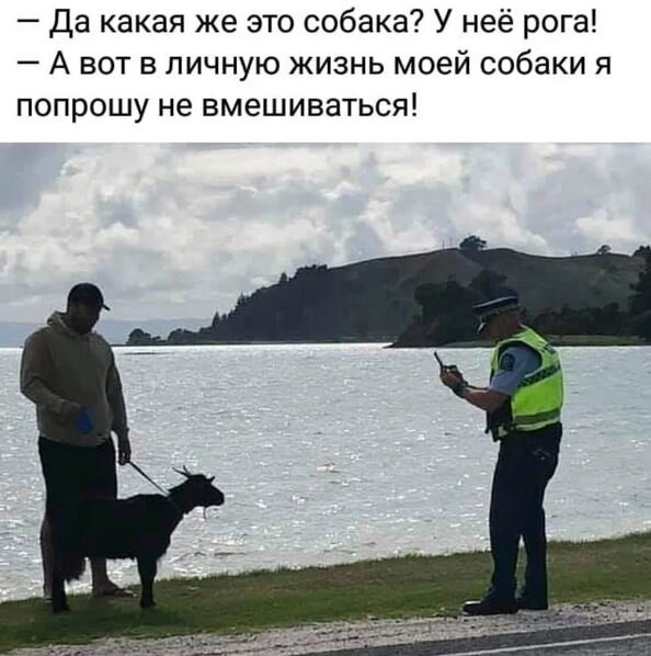 собака рога.jpg