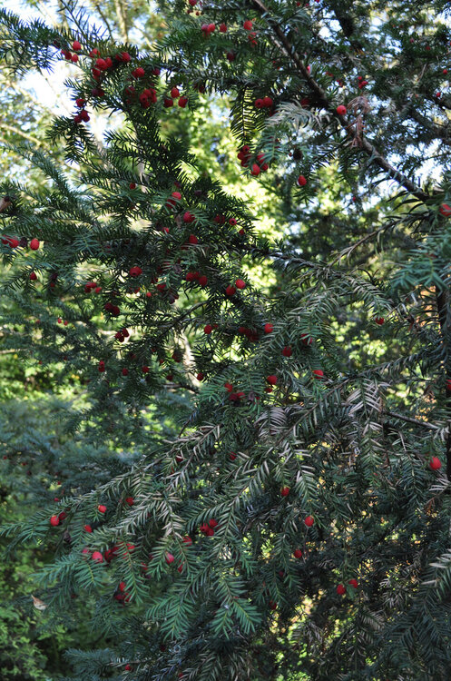 викинги (986).jpg