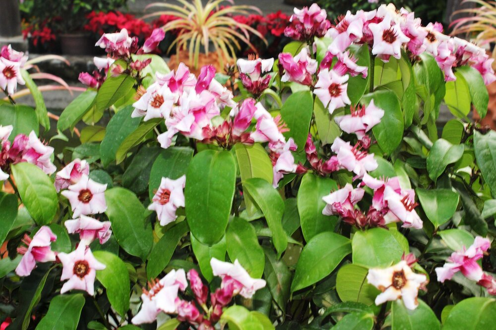 Изображение 1933.jpg