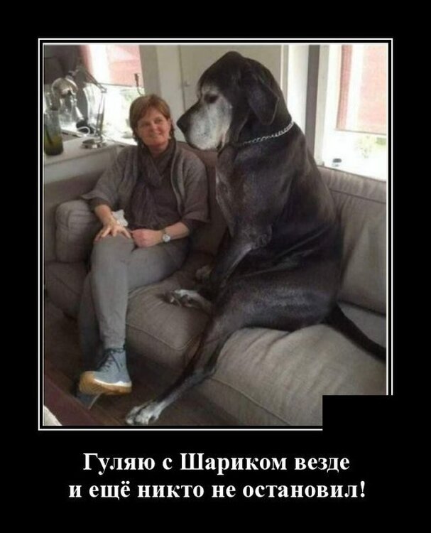 гуляю с собакой.jpg