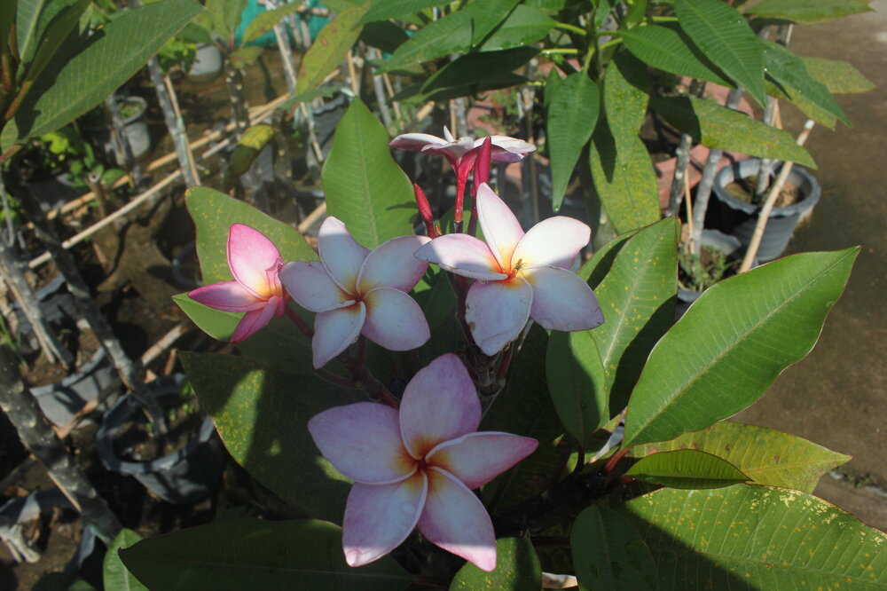 Изображение 1471.jpg