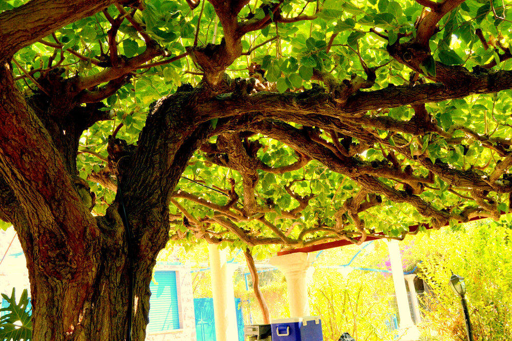 DSC_0395.JPG