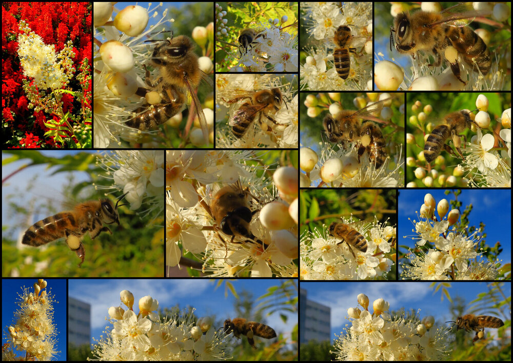 Пчёлки (1).jpg