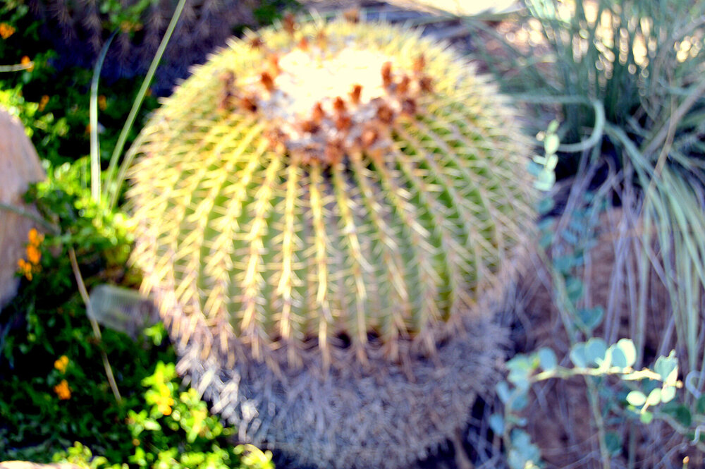 DSC_0294.JPG