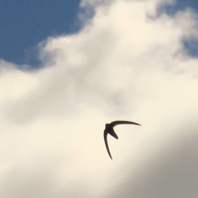 Стрижи 095.JPG