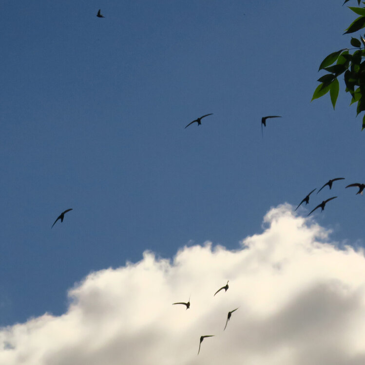 Стрижи 099.JPG