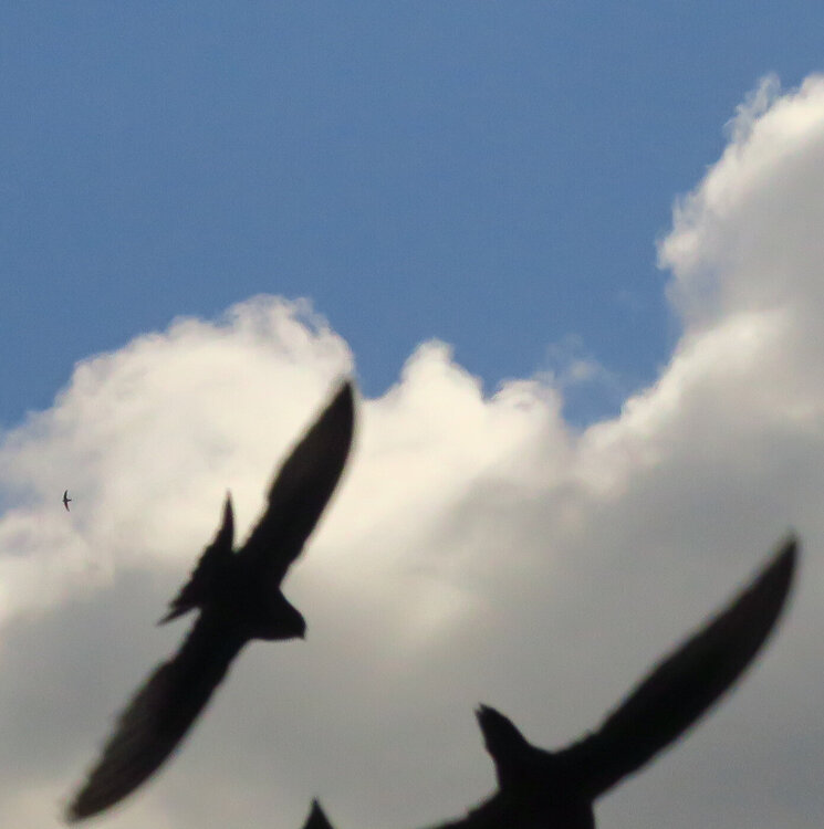 Стрижи 444.JPG