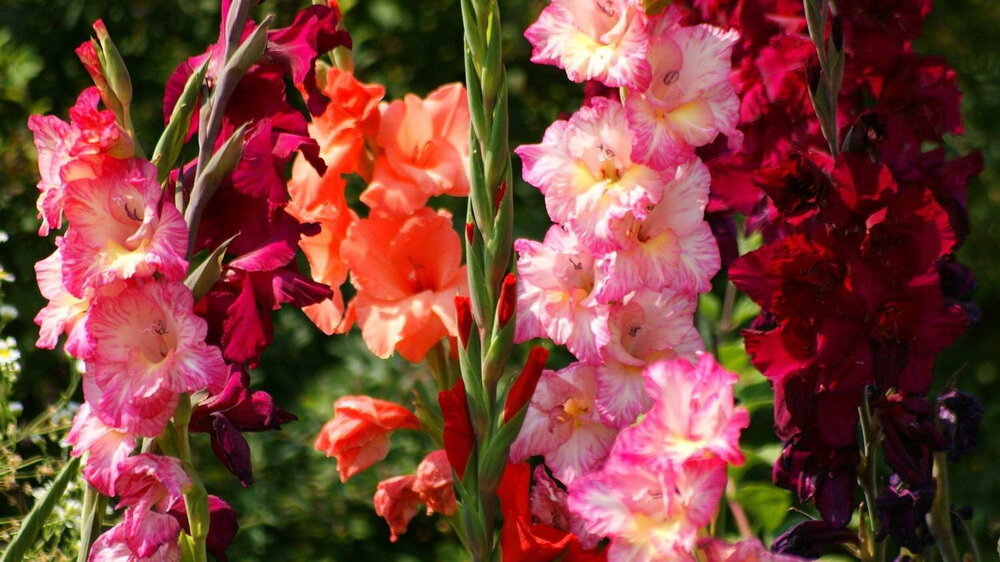 00gladiolus-wallpapers-27877-8063705-1.jpg