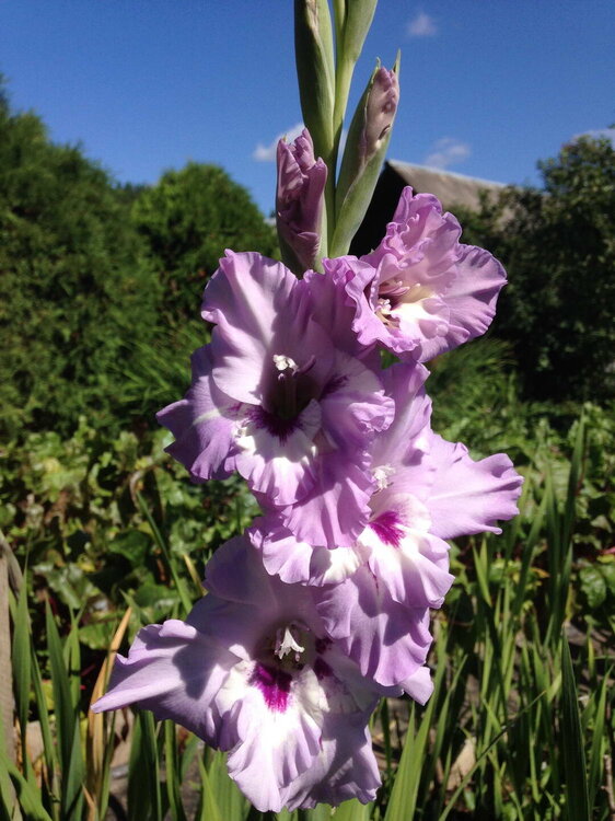 00gladiolus1.jpg