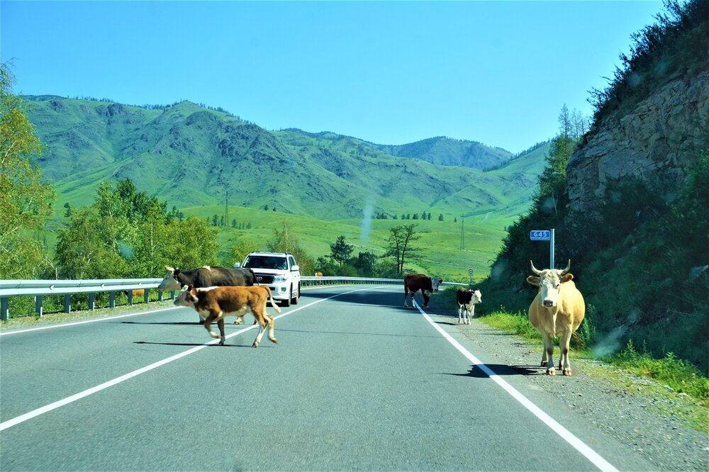 Алтай дорога до Чике тамана 4.jpg