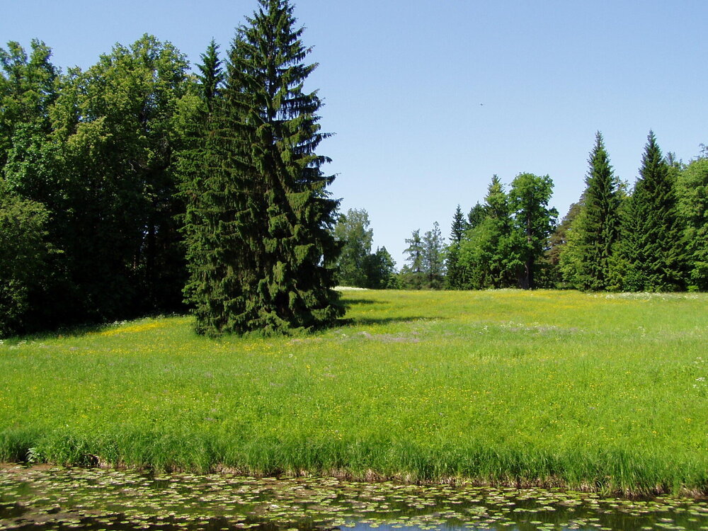 ПИТЕР 2011 (121).JPG