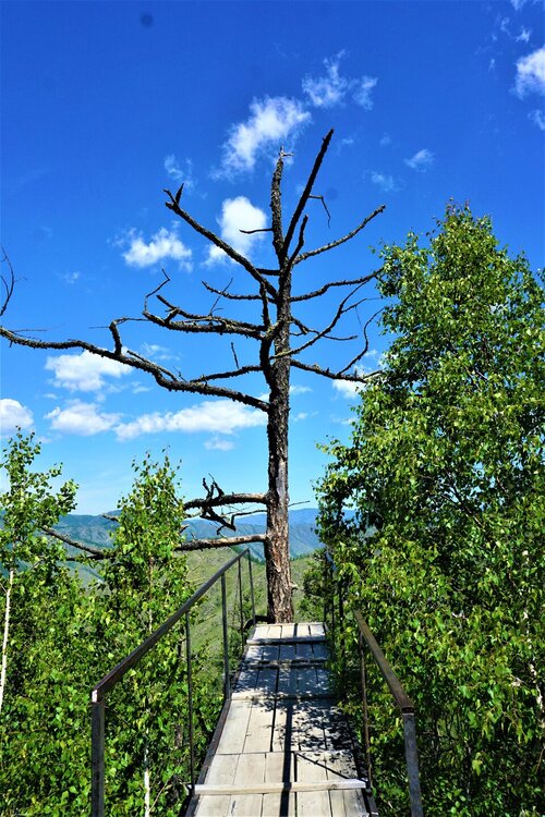 Чике таман 7.jpg