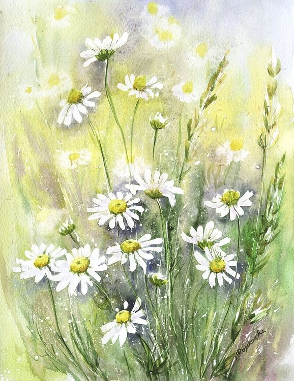 ромашки.jpg