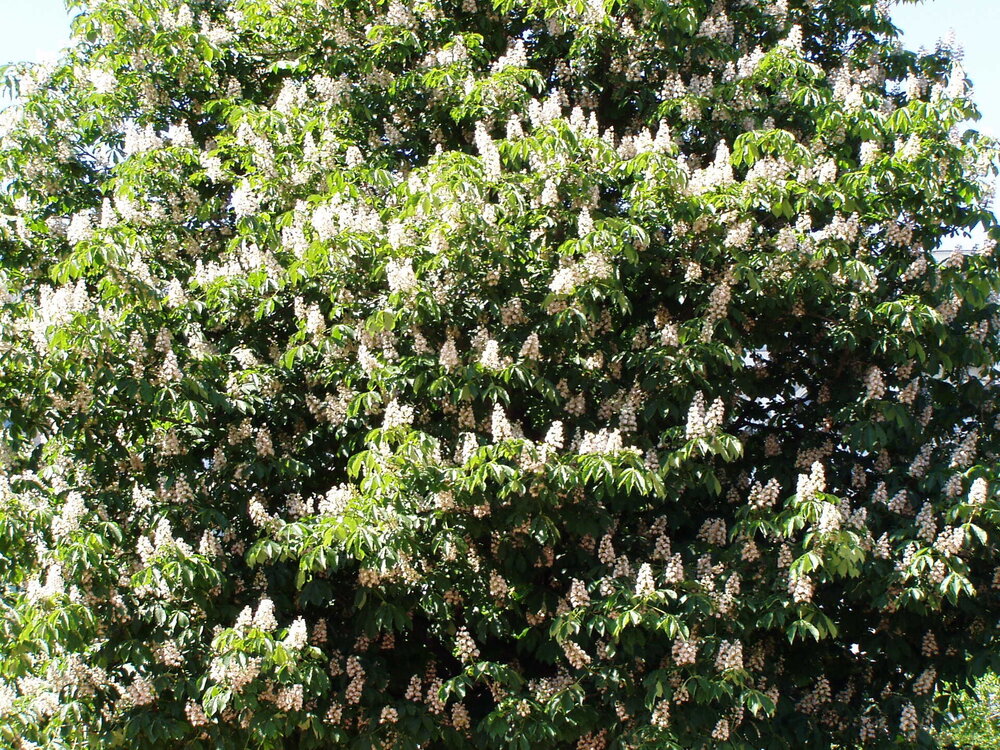 ПИТЕР 2011 (23) — копия.JPG