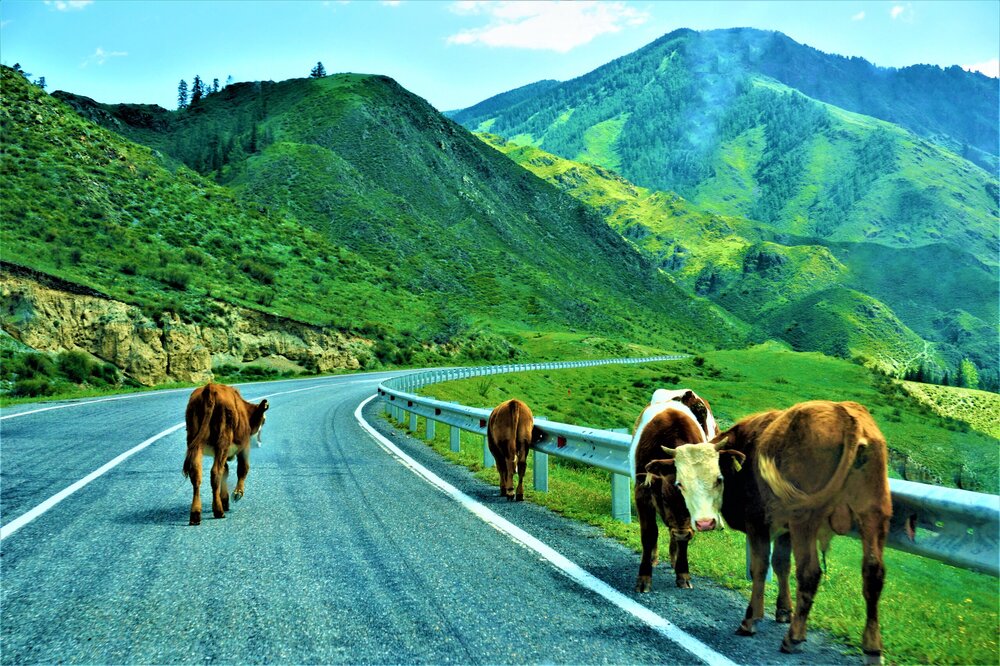 Дорога дальше Алтай 15.jpg