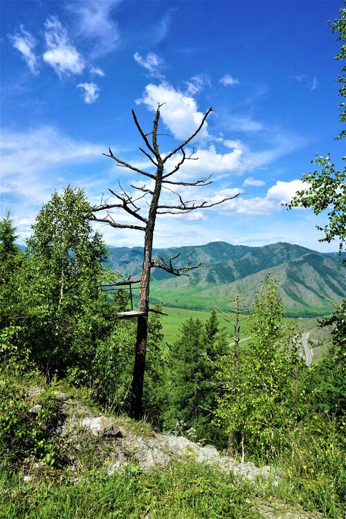 Чике-Таман дерево.jpg