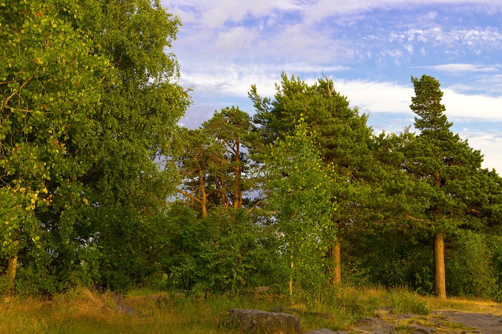 IMG_0955 Парк Ваккосалми.jpg