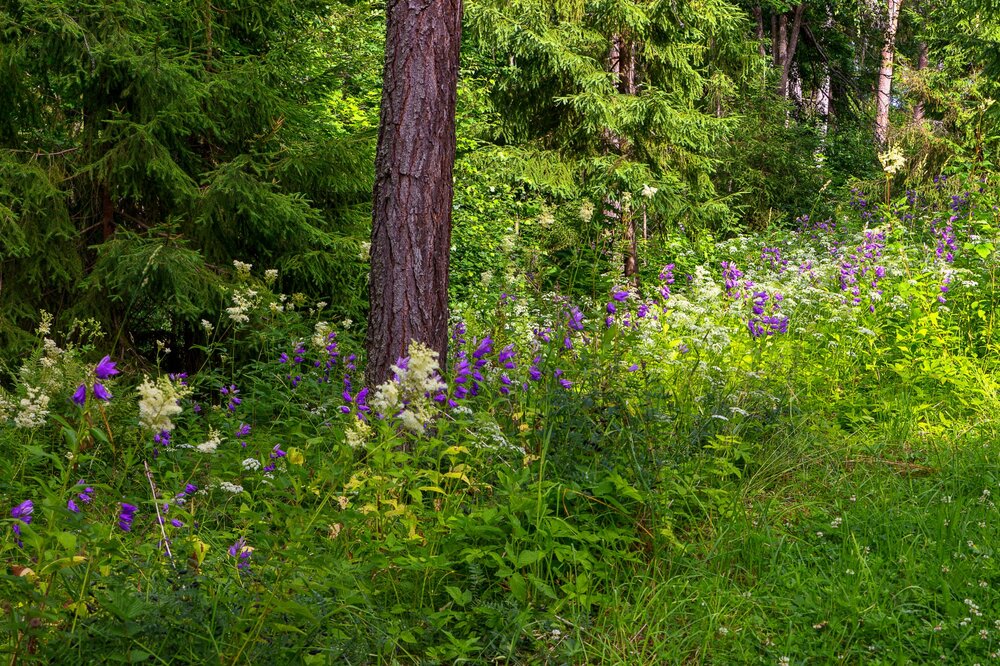 IMG_0503 Парк Ваккосалми.jpg