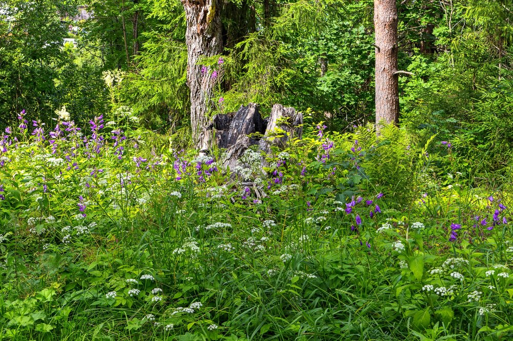 IMG_0505 Парк Ваккосалми.jpg