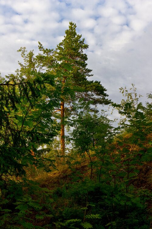 IMG_0945 Парк Ваккосалми.jpg