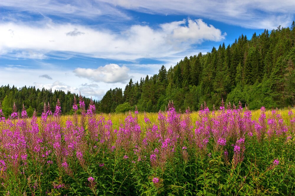 11 IMG_0461 Залив Кирьявалахти Иван-чай.jpg