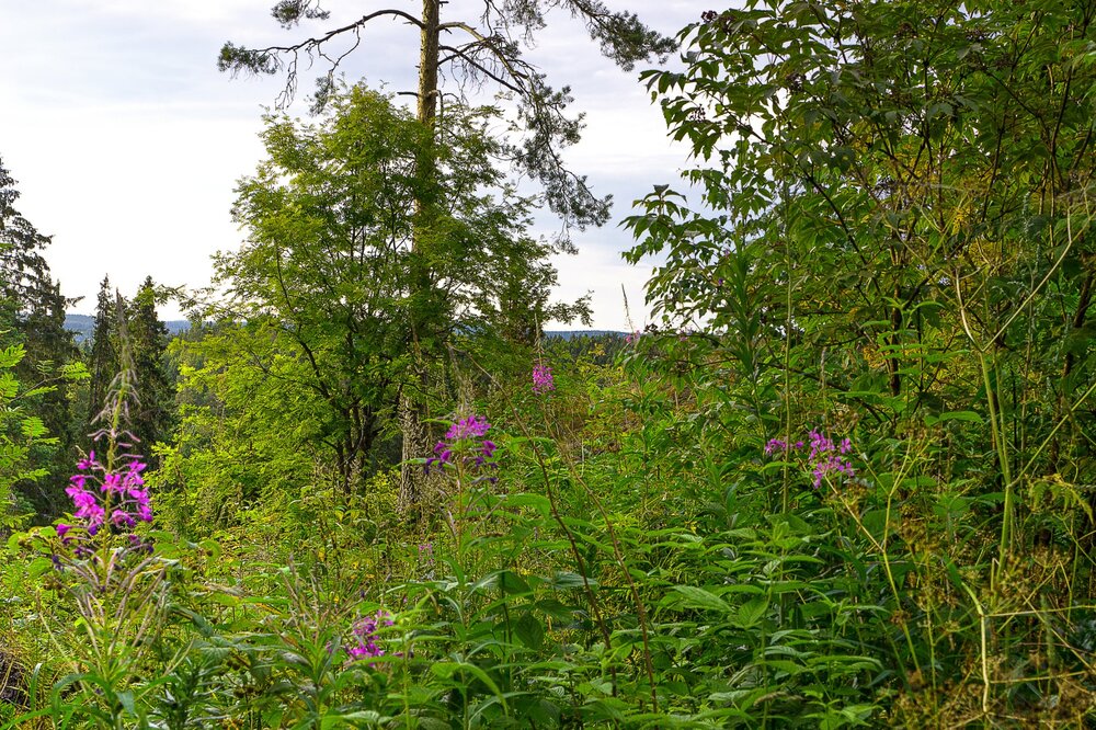 IMG_0942 Парк Ваккосалми.jpg