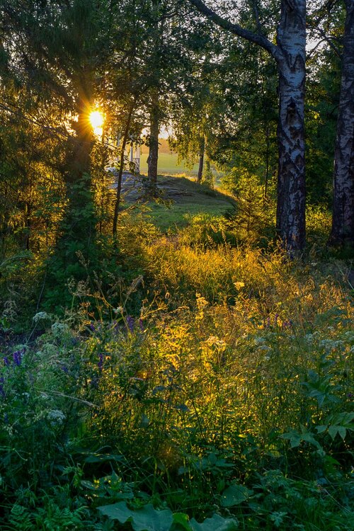 IMG_0637 Парк Ваккосалми Закат.jpg