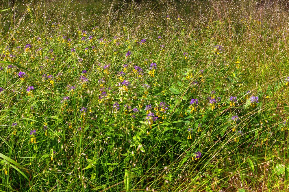 IMG_9980 Валаам.jpg