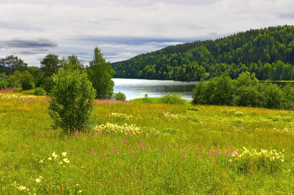 IMG_0444-3 Залив Кирьявалахти Иван-чай.jpg