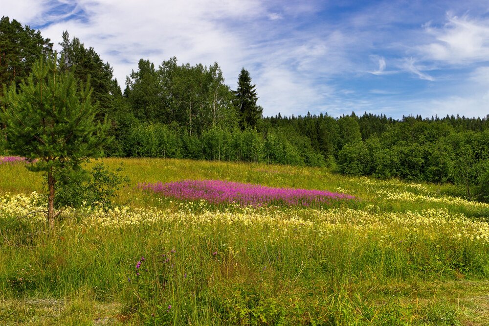 IMG_0463 Залив Кирьявалахти Иван-чай.jpg