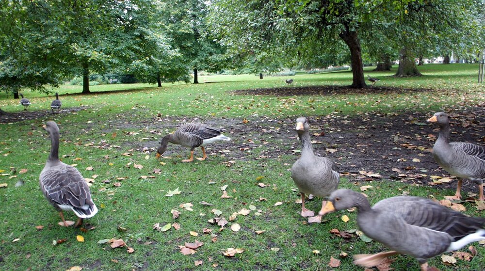 2010-10-04-Лондон-Сент-Джеймский парк-005.jpg