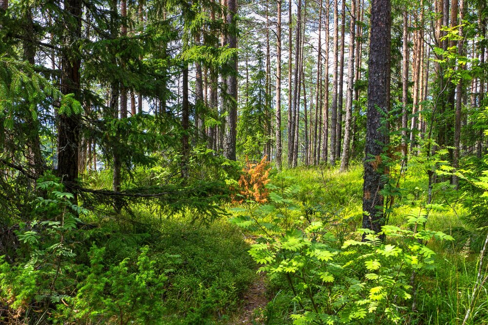 IMG_9959 Валаам Лес.jpg