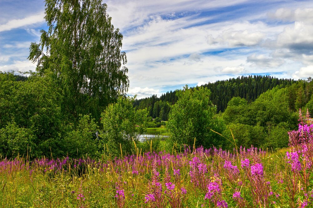 IMG_0472 Залив Кирьявалахти Иван-чай.jpg