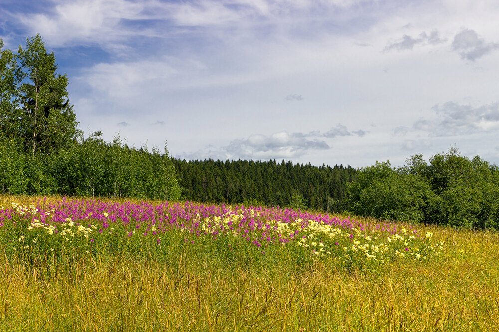 IMG_0454 Залив Кирьявалахти Иван-чай.jpg